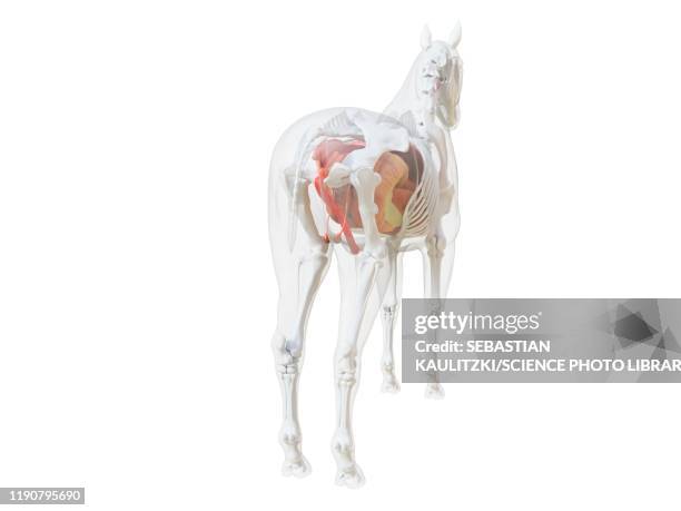 horse anatomy, illustration - horse digestive system stock illustrations