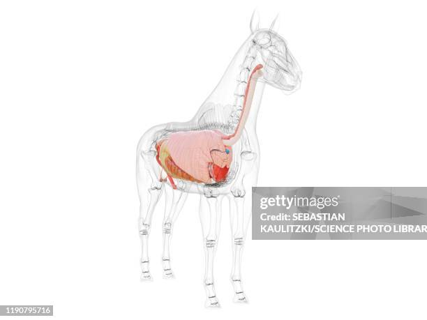 horse anatomy, illustration - horse digestive system stock illustrations