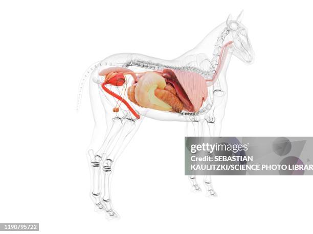 horse anatomy, illustration - horse digestive system stock illustrations