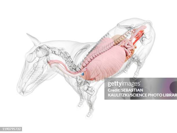 horse anatomy, illustration - horse digestive system stock illustrations