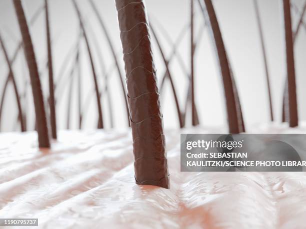 stockillustraties, clipart, cartoons en iconen met human hair, illustration - menselijke huid