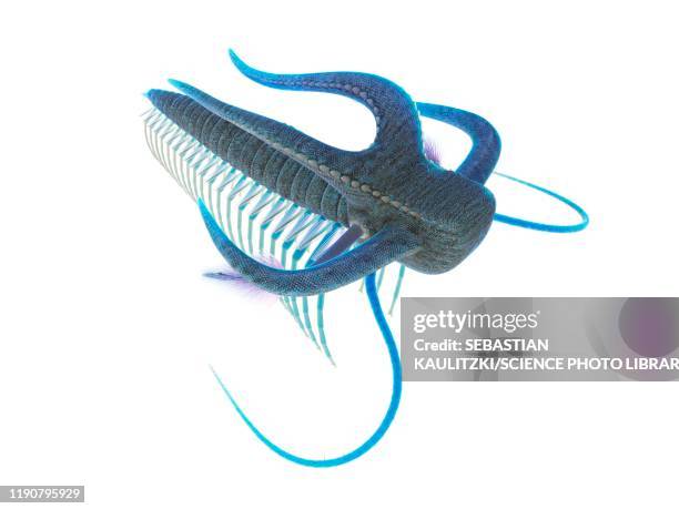 marella marine arthropod, illustration - shale stock illustrations