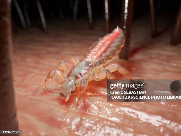 head louse, illustration - louse stock illustrations