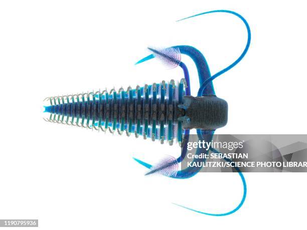 marella marine arthropod, illustration - shale stock illustrations