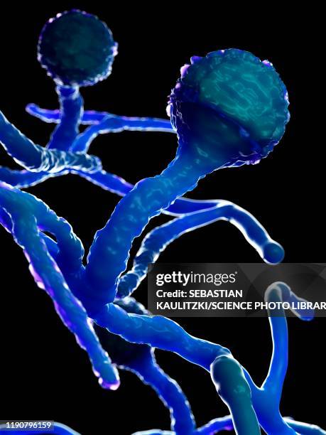 mucor fungus, illustration - mold stock illustrations