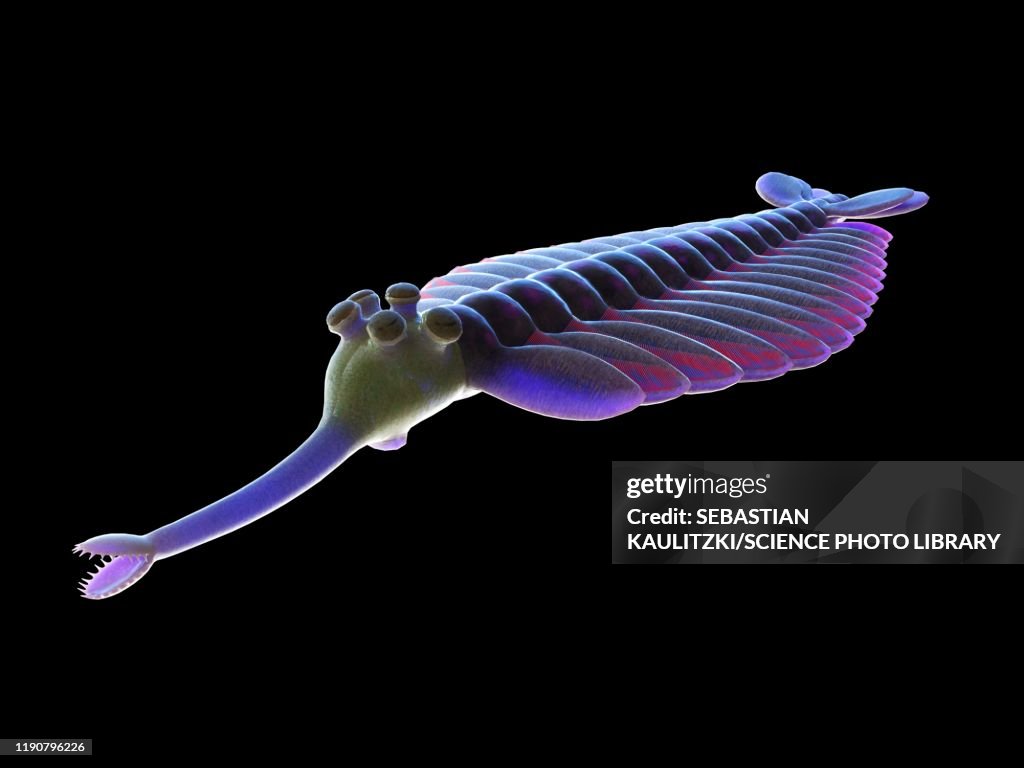 Opabinia marine arthropod, illustration
