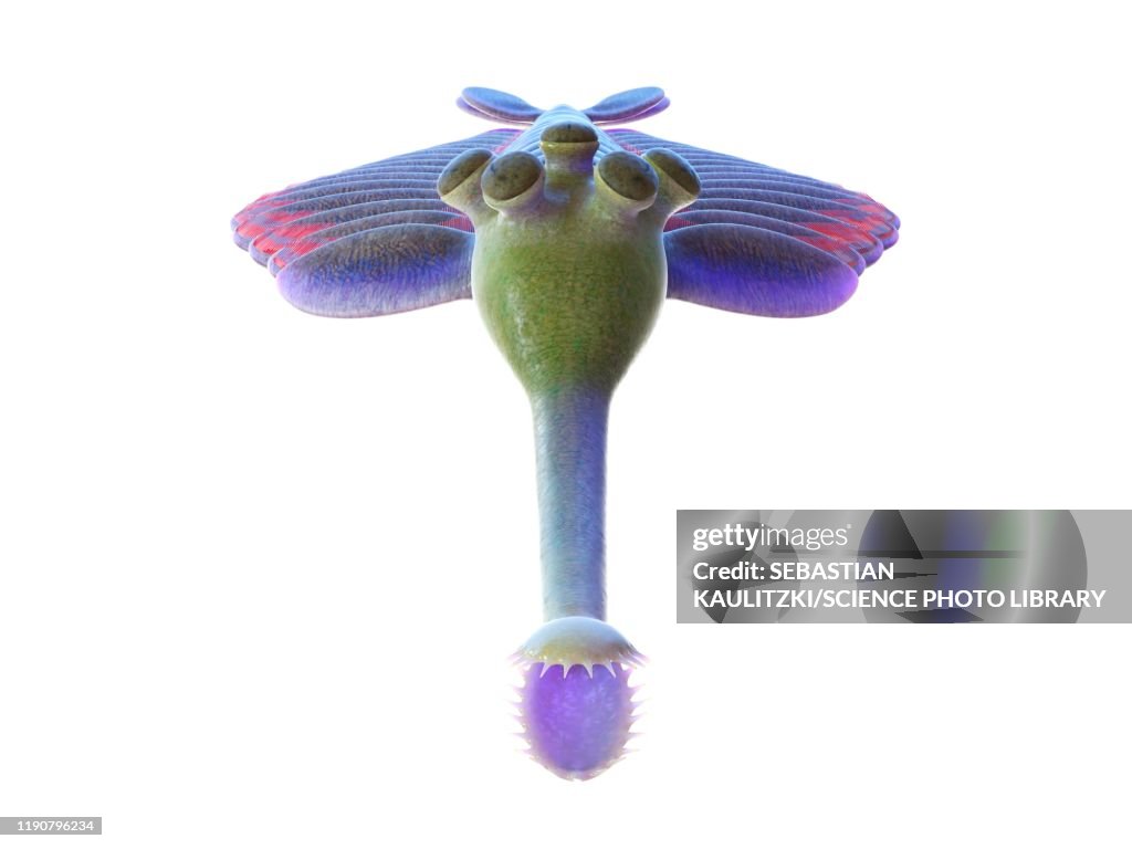 Opabinia marine arthropod, illustration