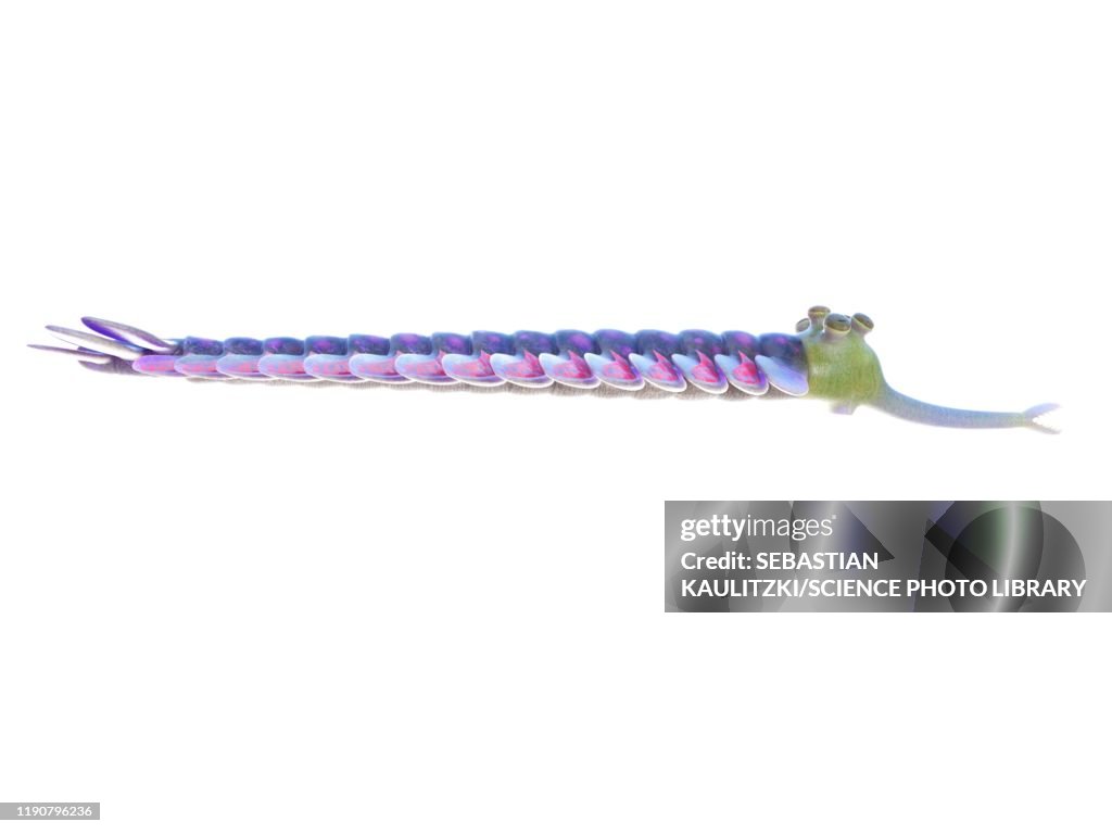 Opabinia marine arthropod, illustration