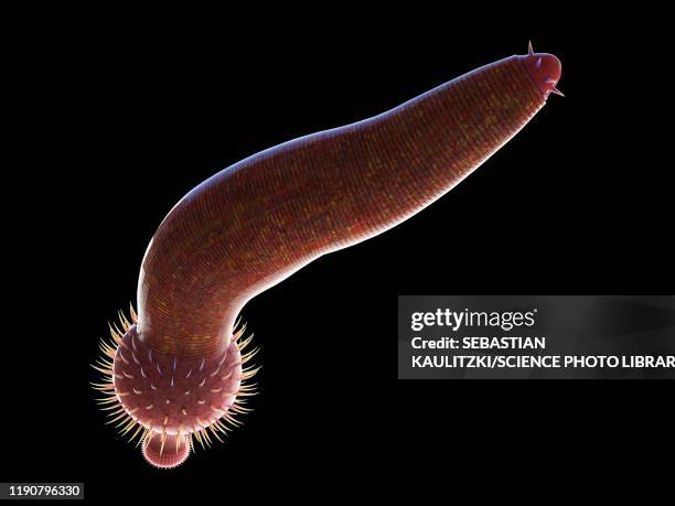 ottoia marine worm, illustration - shale stock illustrations