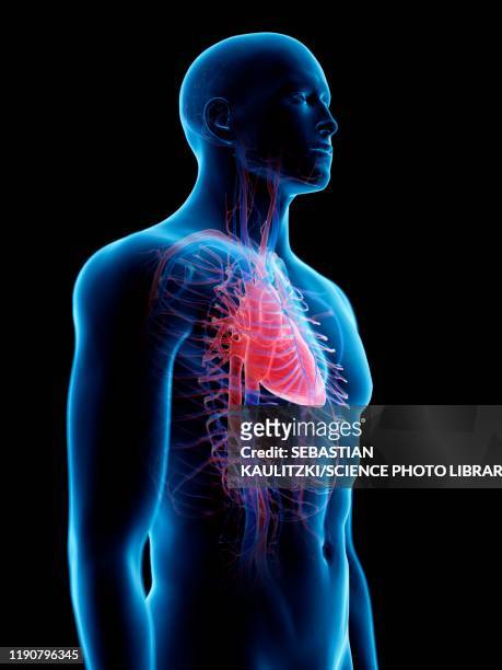 cardiovascular system, illustration - bone graphic stock-grafiken, -clipart, -cartoons und -symbole