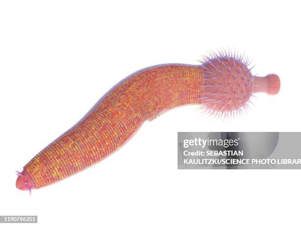 ottoia marine worm, illustration - shale stock illustrations