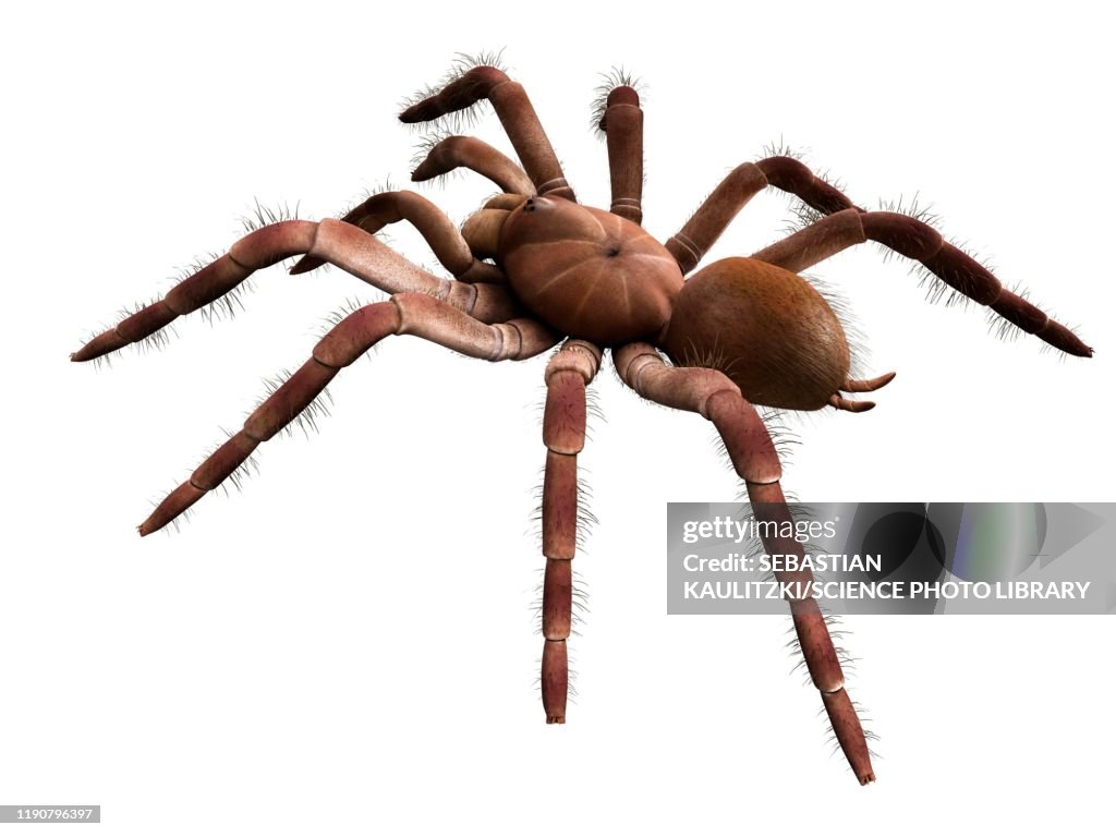 Goliath birdeater tarantula, illustration
