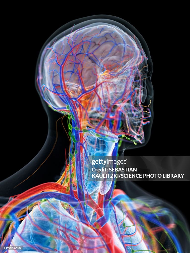 Head And Neck Anatomy Illustration High Biology Diagrams