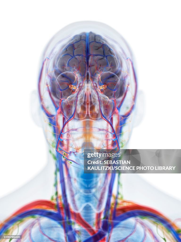 Head And Neck Anatomy Illustration High Biology Diagrams