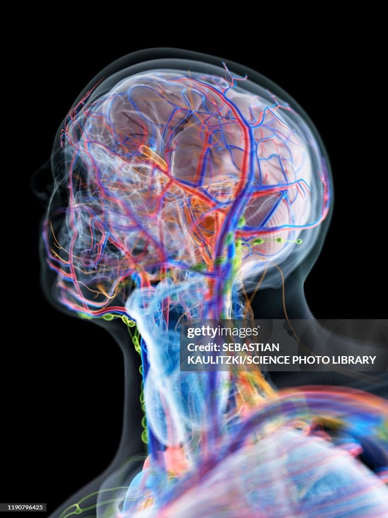 Head And Neck Anatomy Illustration High Biology Diagrams