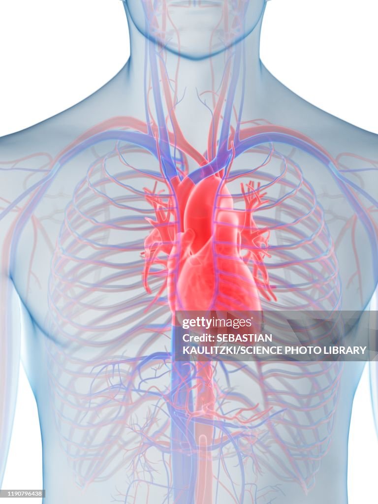 Heart Anatomy Illustration High-Res Vector Graphic - Getty Images
