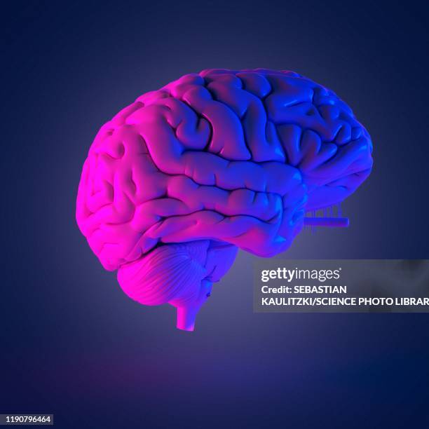 human brain, illustration - tronco cerebral imagens e fotografias de stock