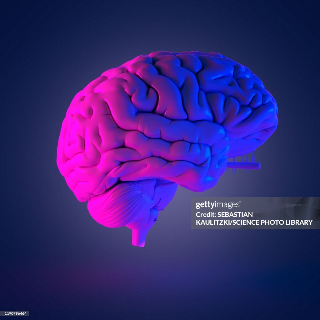 Human brain, illustration