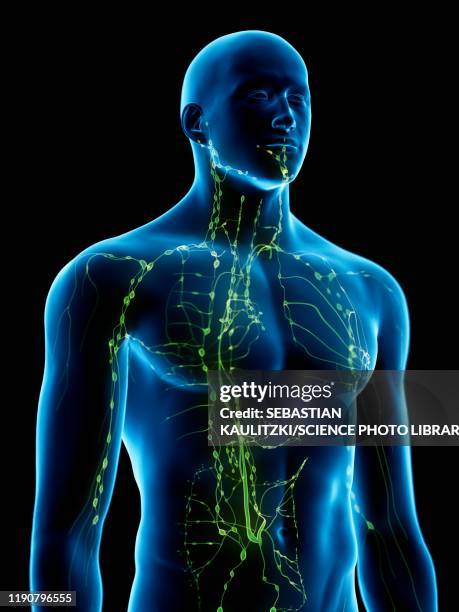 Lymphatic System Illustration High-Res Vector Graphic - Getty Images