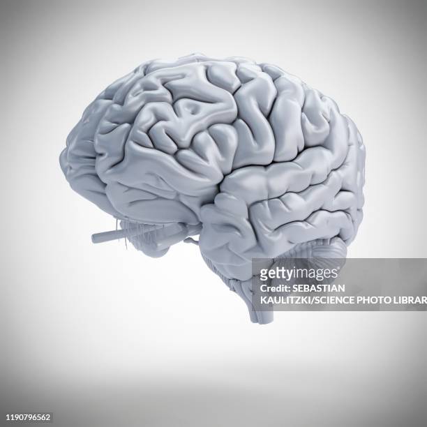 human brain, illustration - body concern stock illustrations
