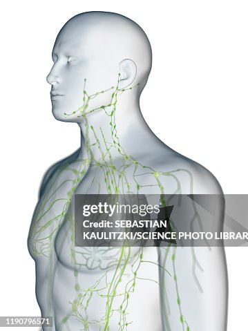 Lymphatic system, illustration Lymphatic system, illustration