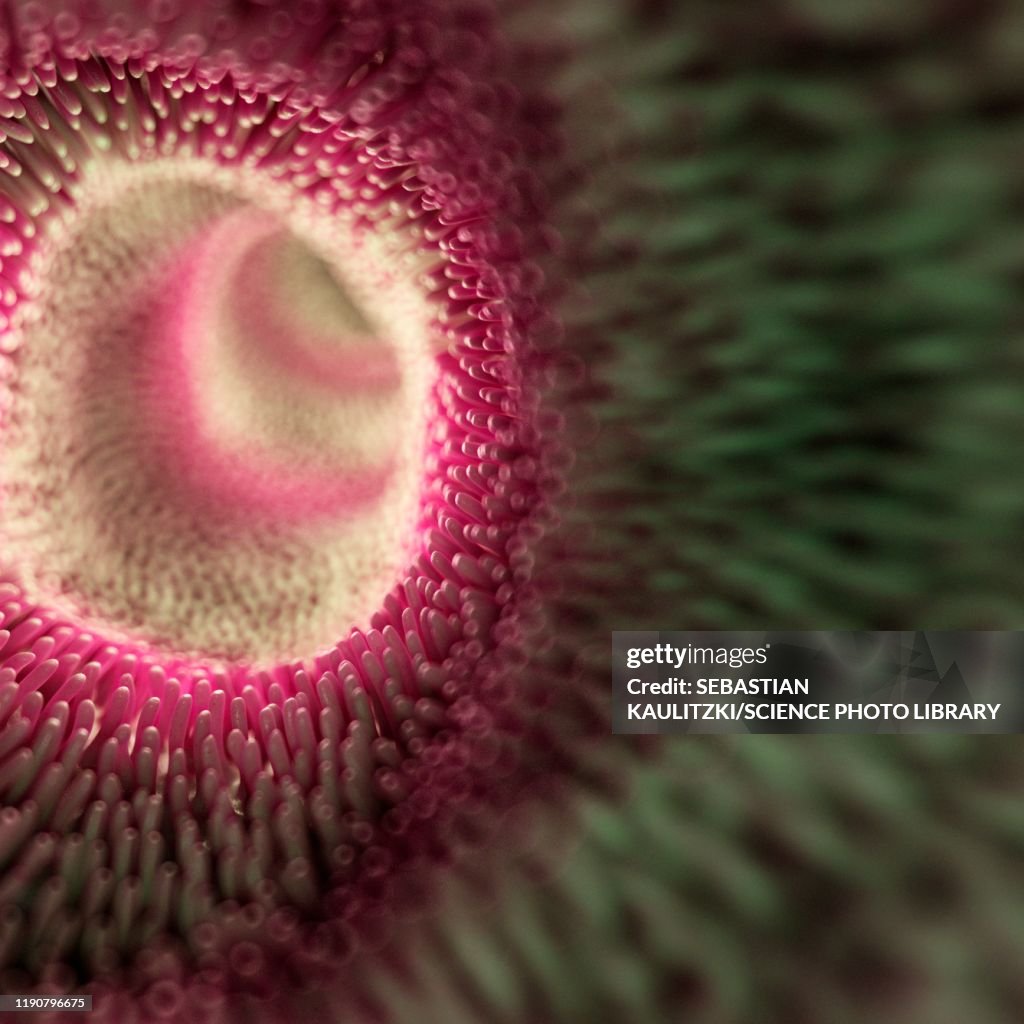 Intestinal villi, illustration