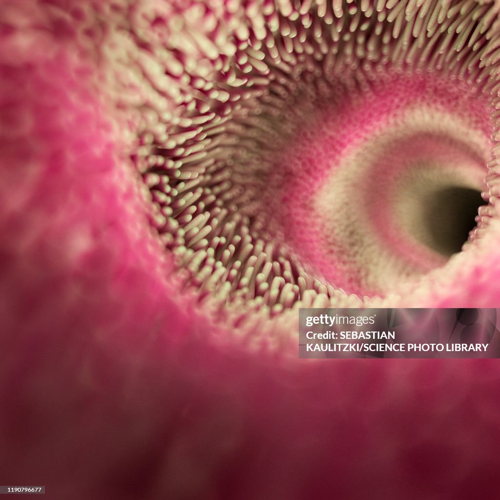 Intestinal villi, illustration