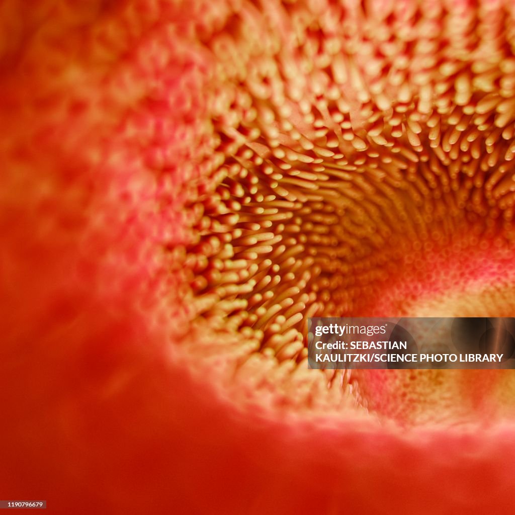 Intestinal villi, illustration