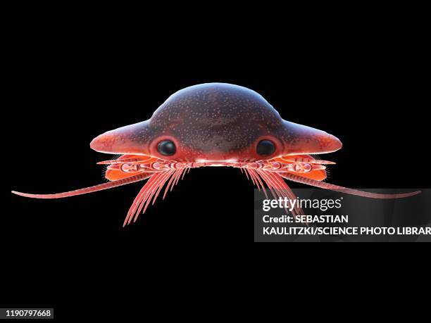 sanctacaris marine arthropod, illustration - cambrian stock-grafiken, -clipart, -cartoons und -symbole