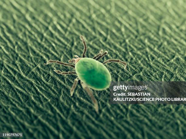 tick, illustration - bug bite stock illustrations