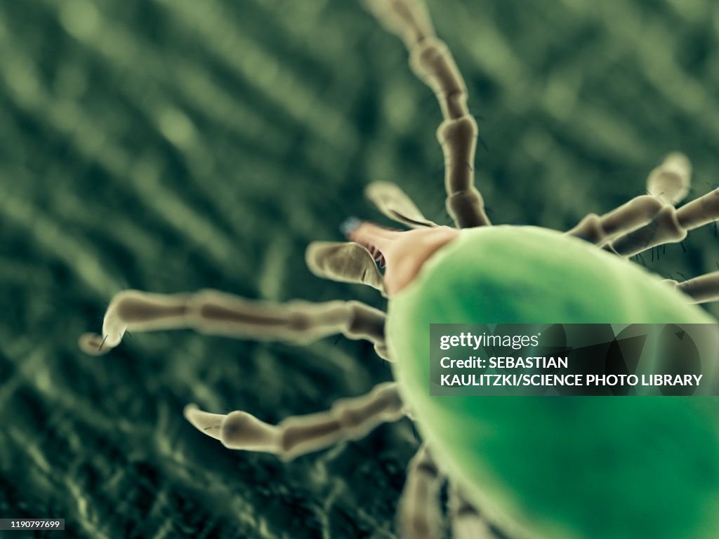 Tick, illustration
