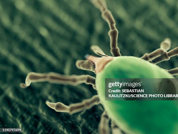 tick, illustration - sucking stock illustrations