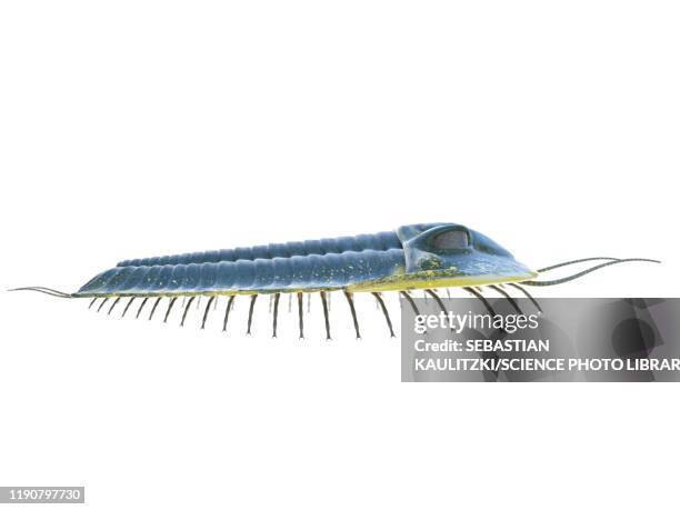 trilobite, illustration - shale stock illustrations