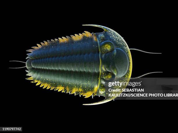 trilobite, illustration - paleozoic era stock-grafiken, -clipart, -cartoons und -symbole