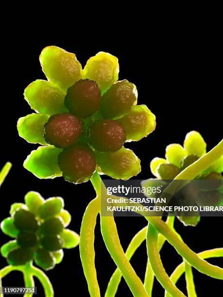 Stachybotrys Musae Stachybotrys Photos and Premium High Res Pictures - Getty Images