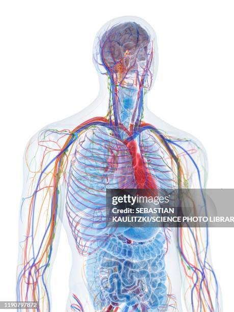 upper body anatomy, illustration - chest torso stock illustrations