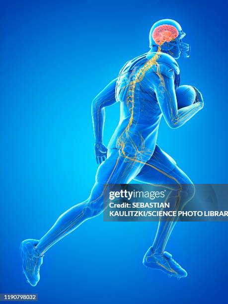 american football player's nervous system, illustration - professional sportsperson stock illustrations