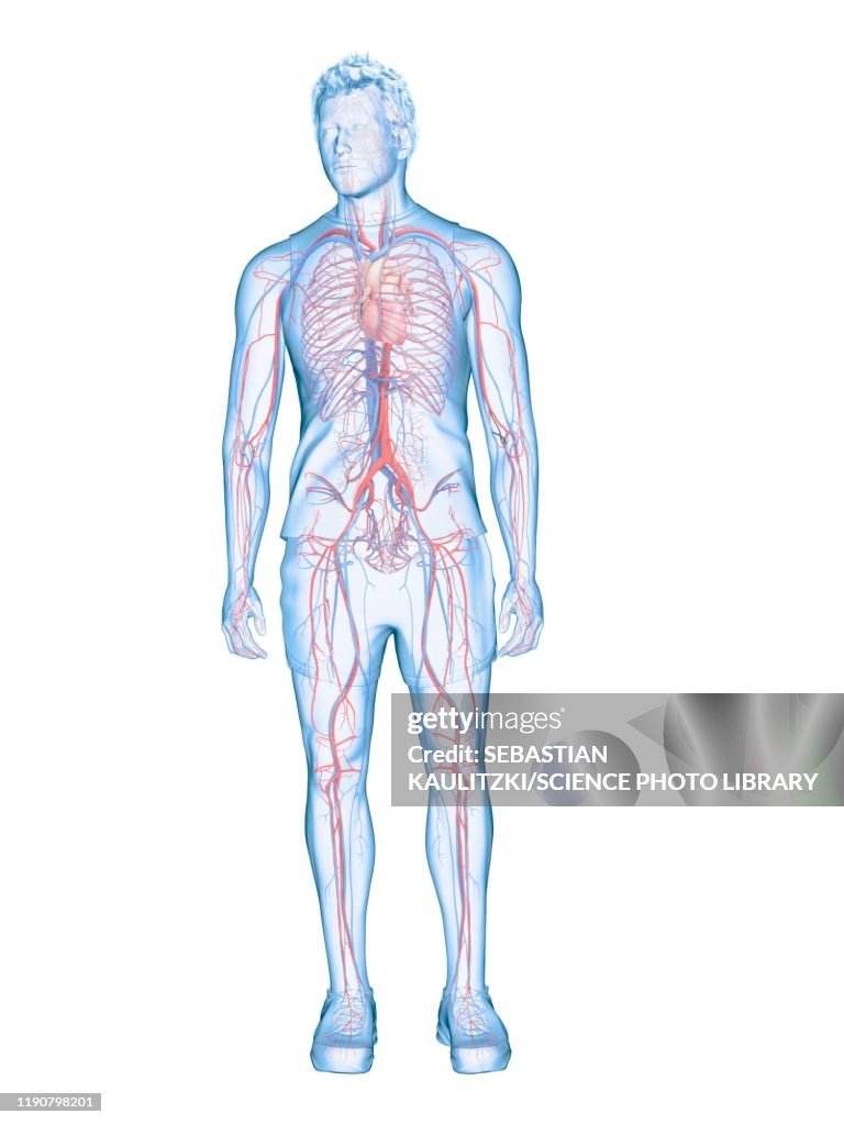 Cardiovascular System Illustration High Res Vector Graphic Getty Images Cardiovascular System Illustration High Res Vector Graphic Getty Images