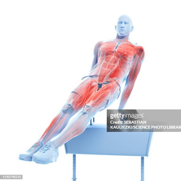 gymnast's muscles, illustration - apple daily stock illustrations
