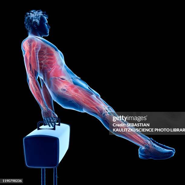 gymnast's muscles, illustration - apple daily stock illustrations