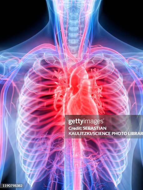 heart disease, conceptual illustration - myocardium stock-grafiken, -clipart, -cartoons und -symbole