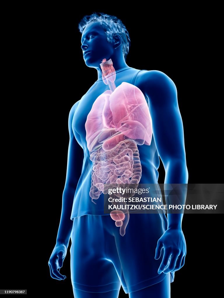 Human Anatomy Illustration High-Res Vector Graphic - Getty Images