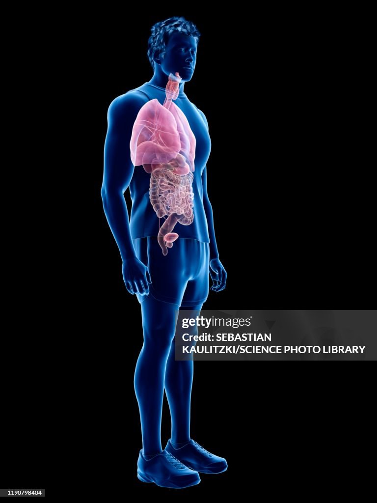 Human Anatomy Illustration ストックイラストレーション - Getty Images