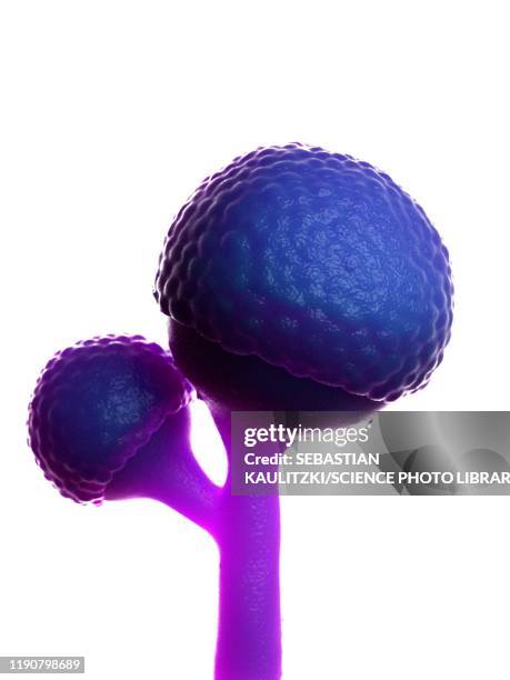 rhizopus fungus, illustration - pollen stock illustrations