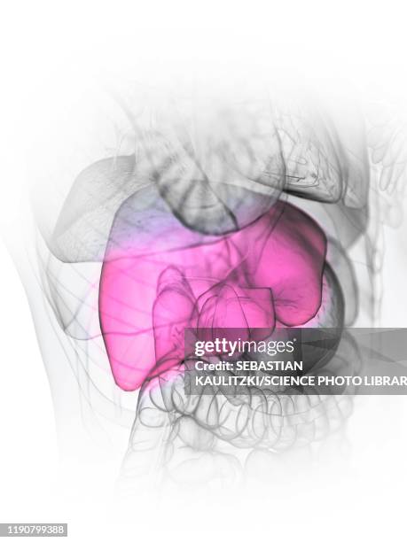 Normal Liver Element Normal Liver Photos and Premium High Res Pictures - Getty Images