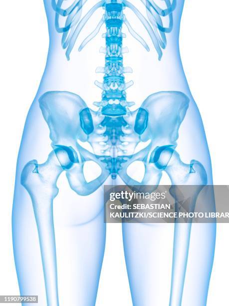 pelvis bones, illustration - bare legs stock illustrations