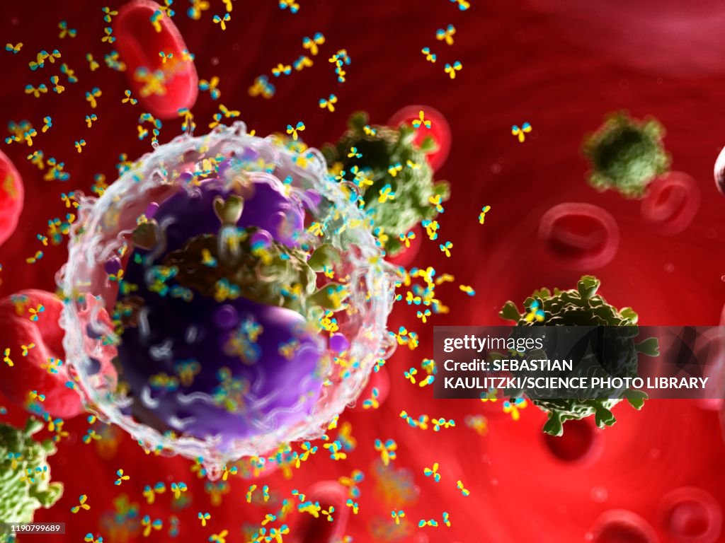 Antibodies attacking a virus, illustration
