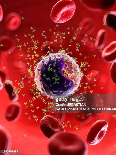 b cell and antibodies, illustration - sangue umano foto e immagini stock