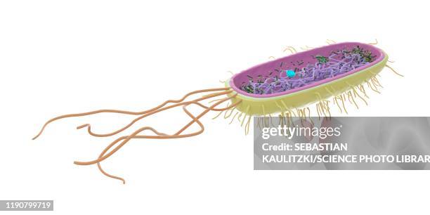bacterium, illustration - membrane stock illustrations