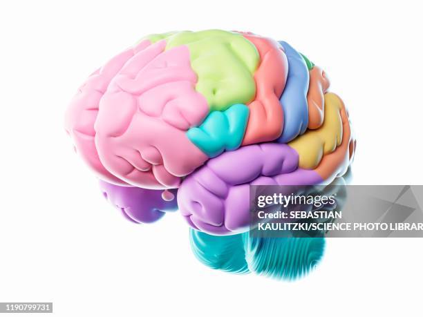 brain, illustration - lobe stock illustrations